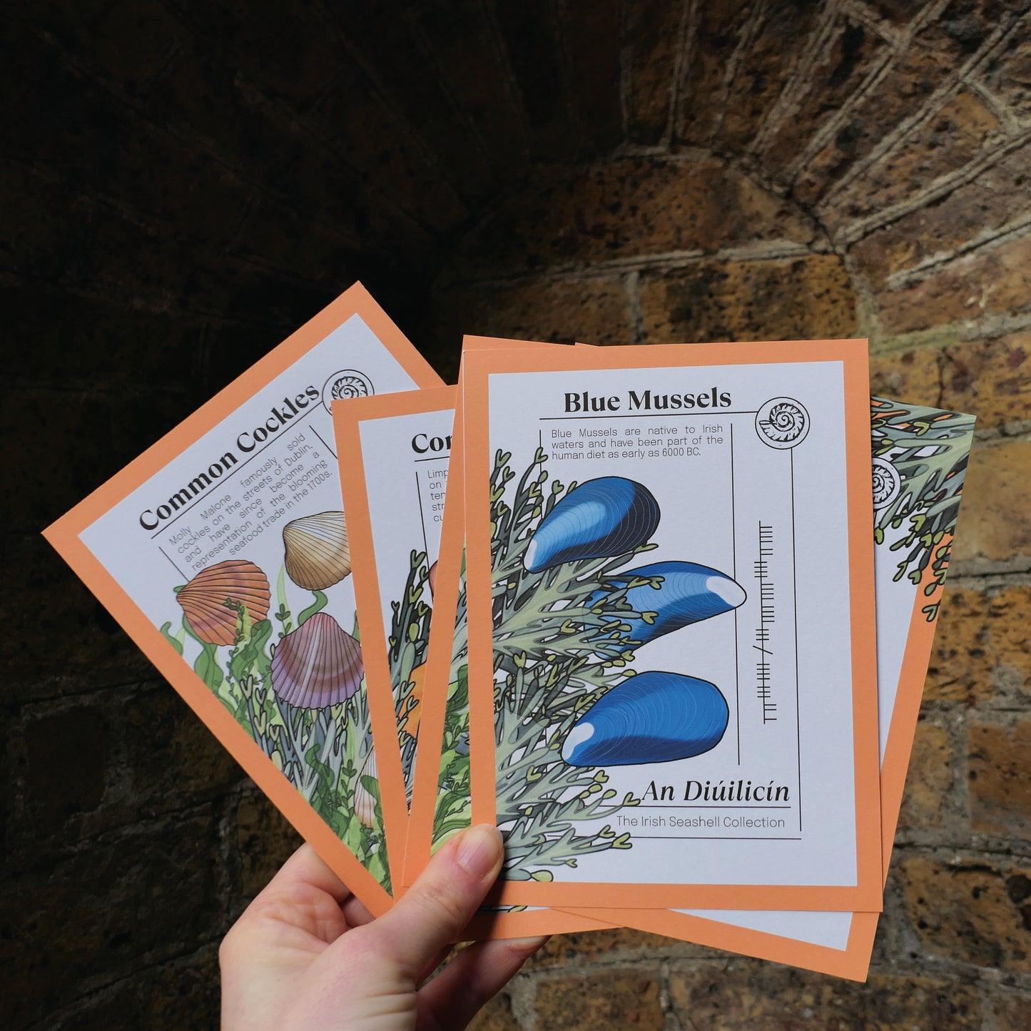 Irish Seashell Collection