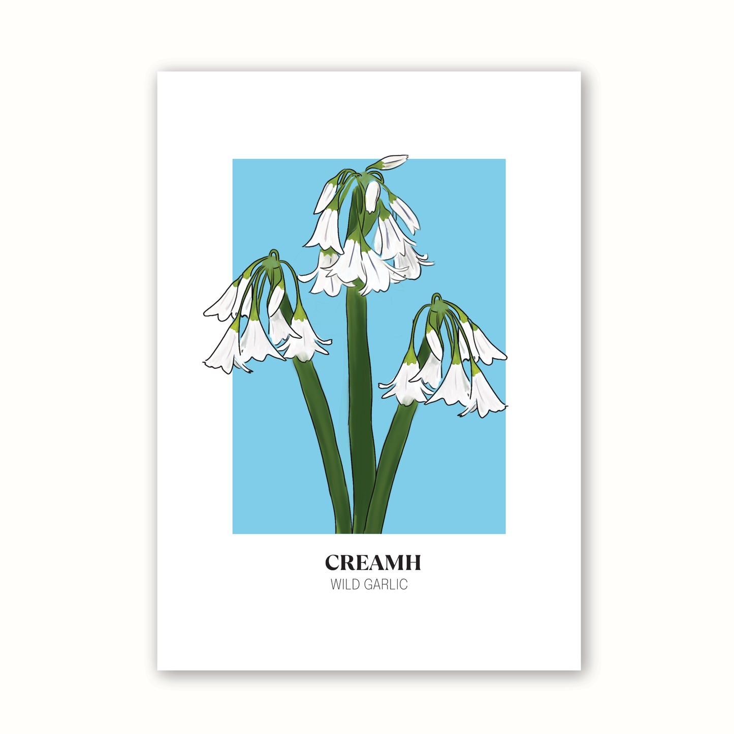 Floral Print 'Wild Garlic'