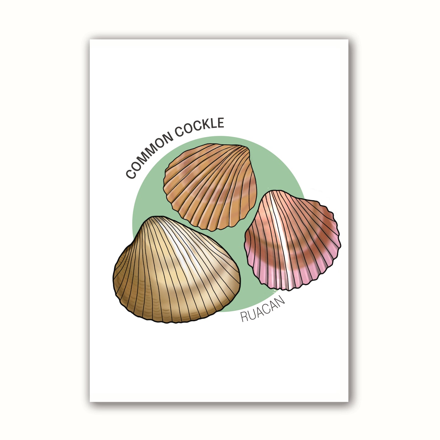 'Common Cockle'