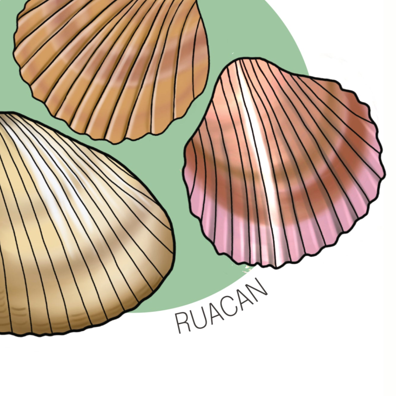 'Common Cockle'