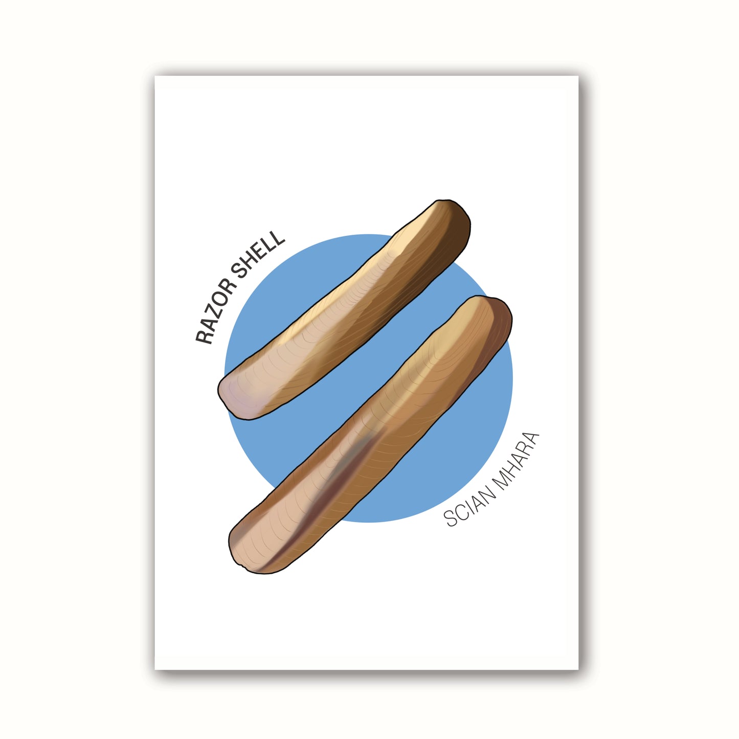 'Razor Shell'