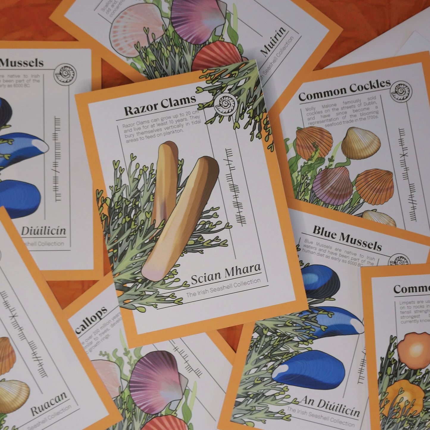 Irish Seashell Collection