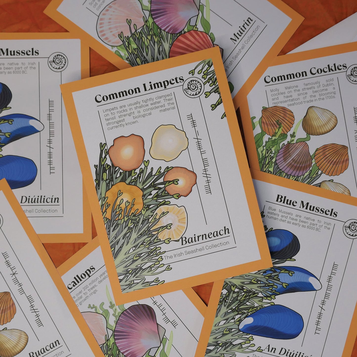 Irish Seashell Collection