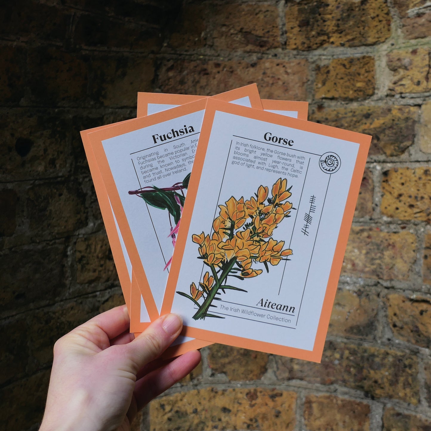 Irish Wildflower Collection